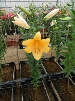 [4434 PO31 Terrasol No01.JPG]